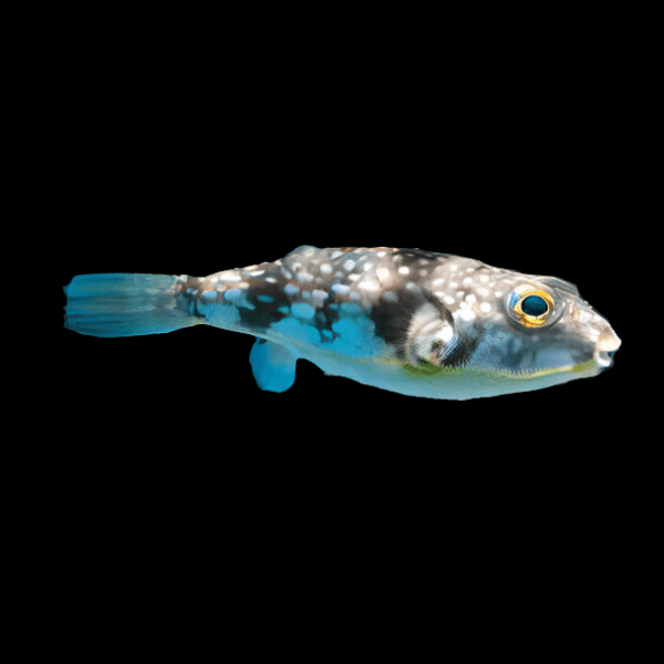 Milk Spotted Puffer