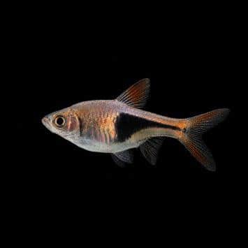 Harlequin Rasbora
