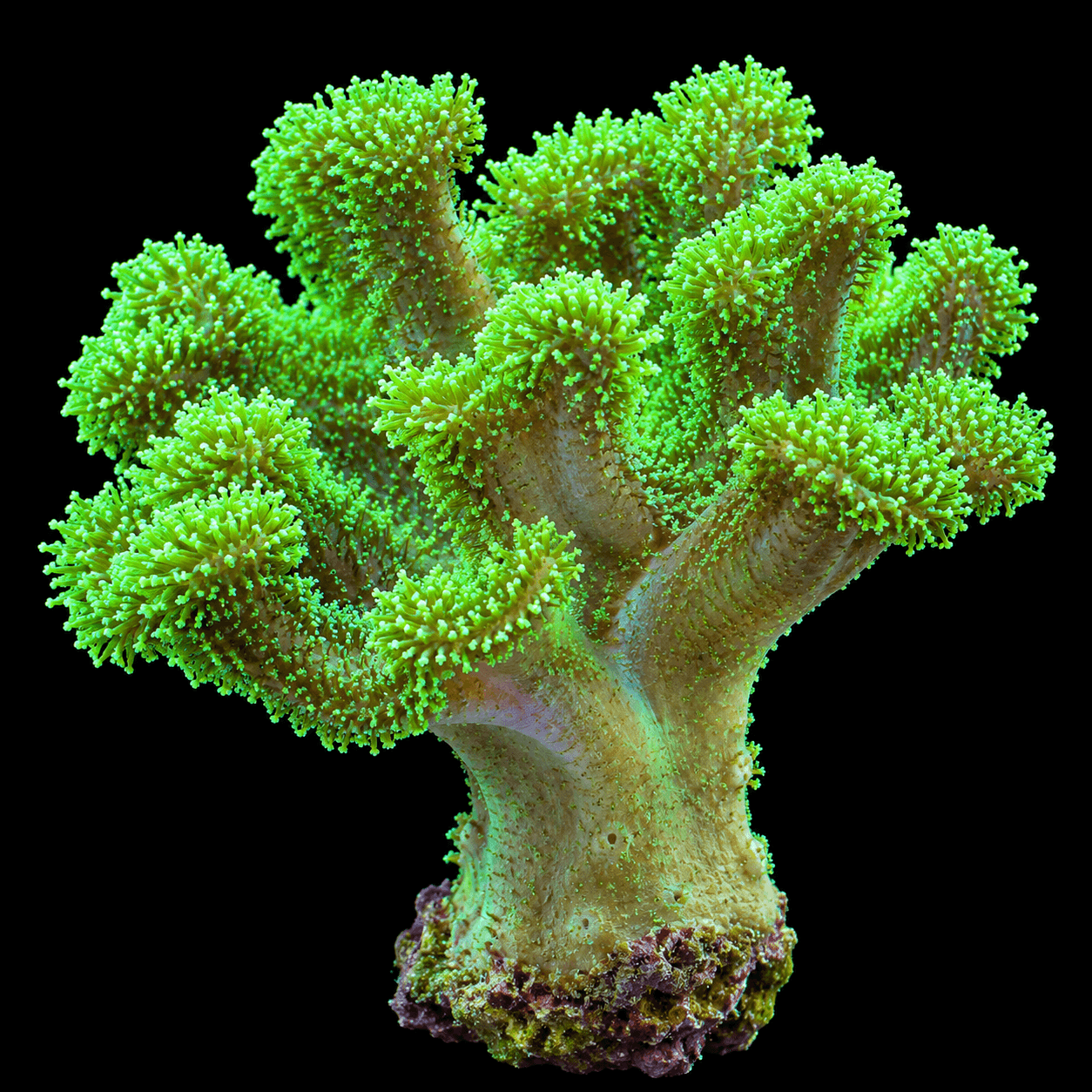 Green Toadstool Leather
