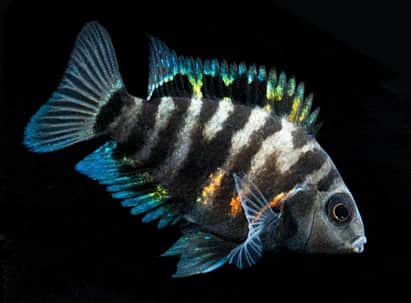 Assorted Convict Cichlids