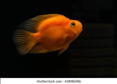 Parrot Cichlid