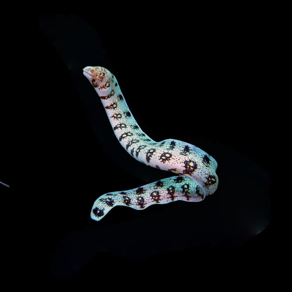Snowflake Moray Eel (Lrg)