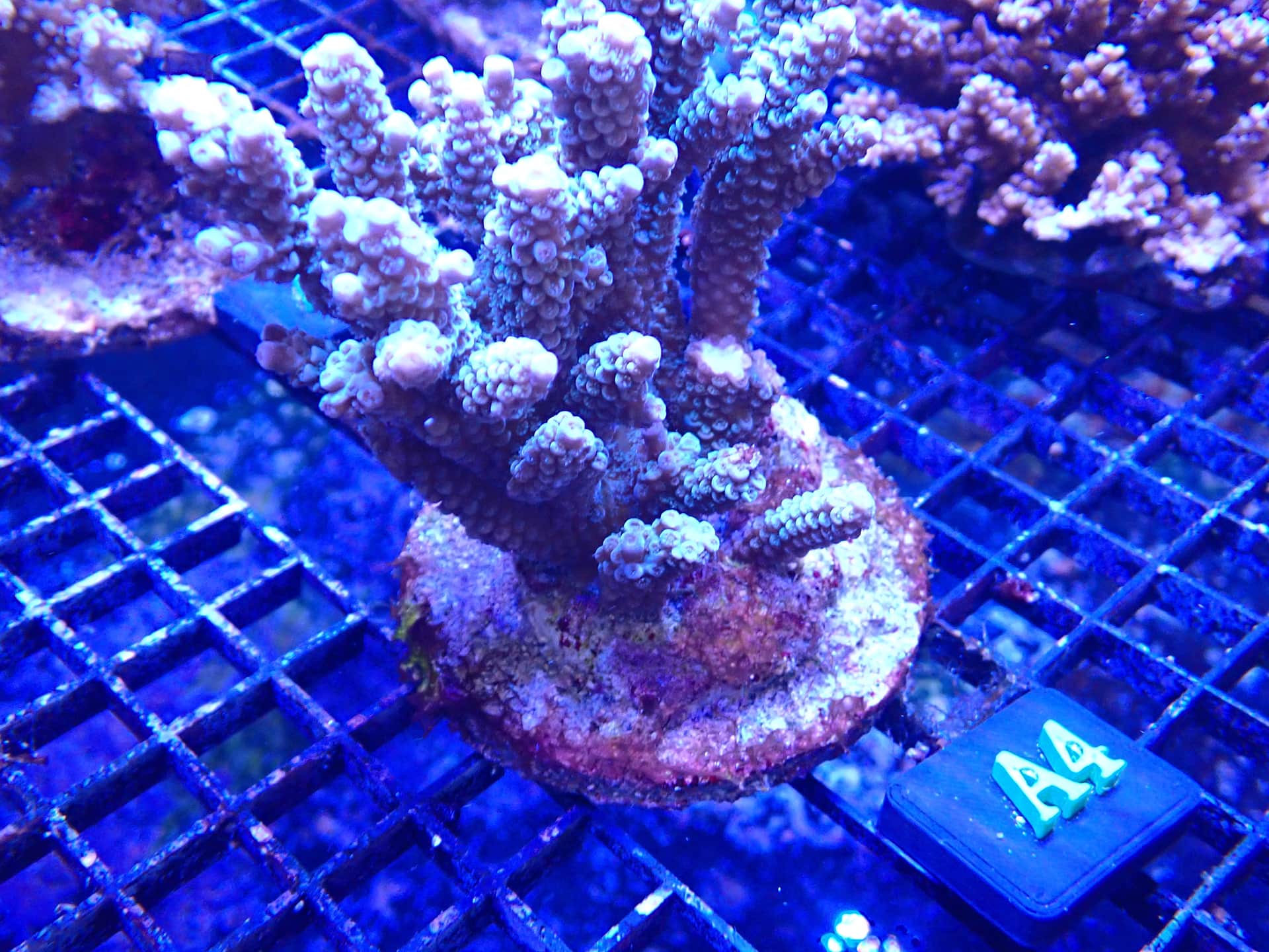ACRO A4