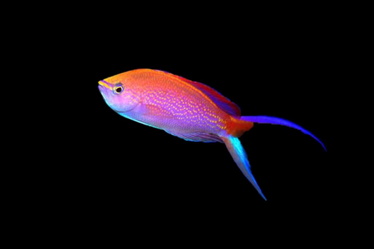 Princess Anthias