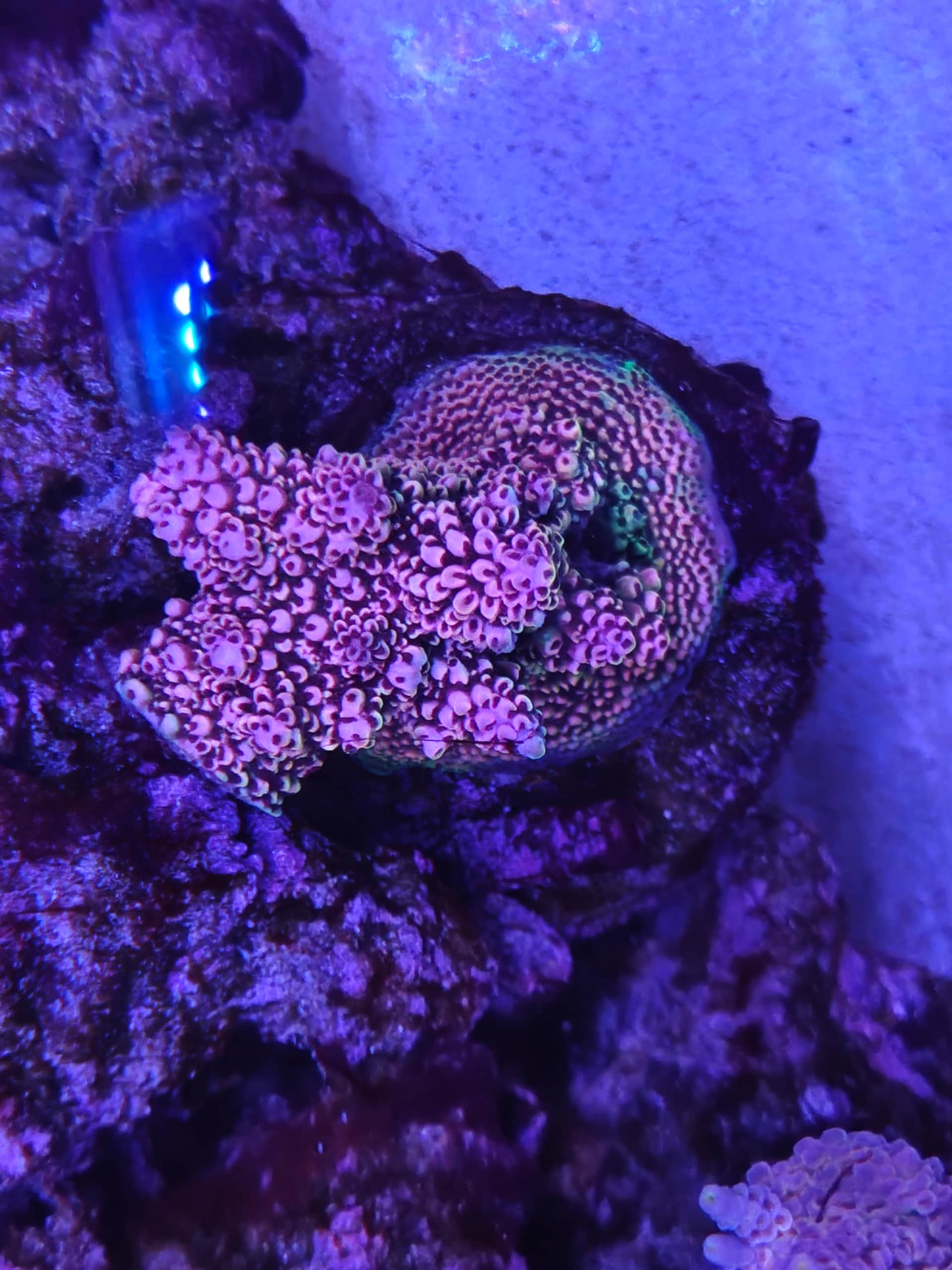 acrofrag17