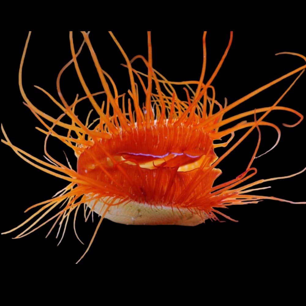 Flame Scallop