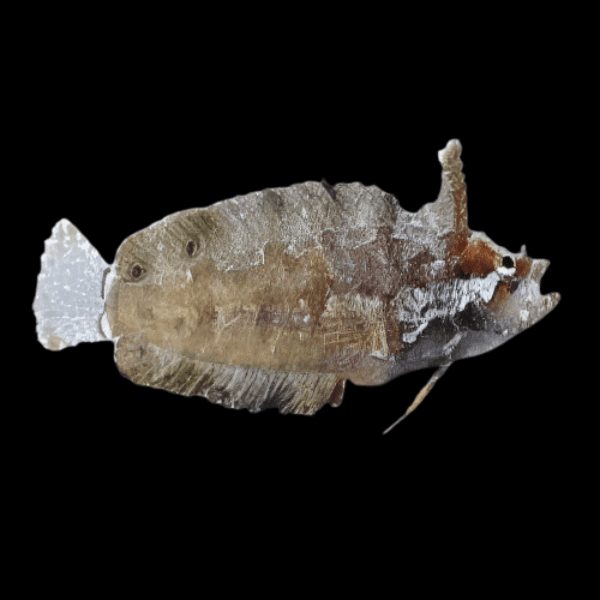 Rhino Blenny