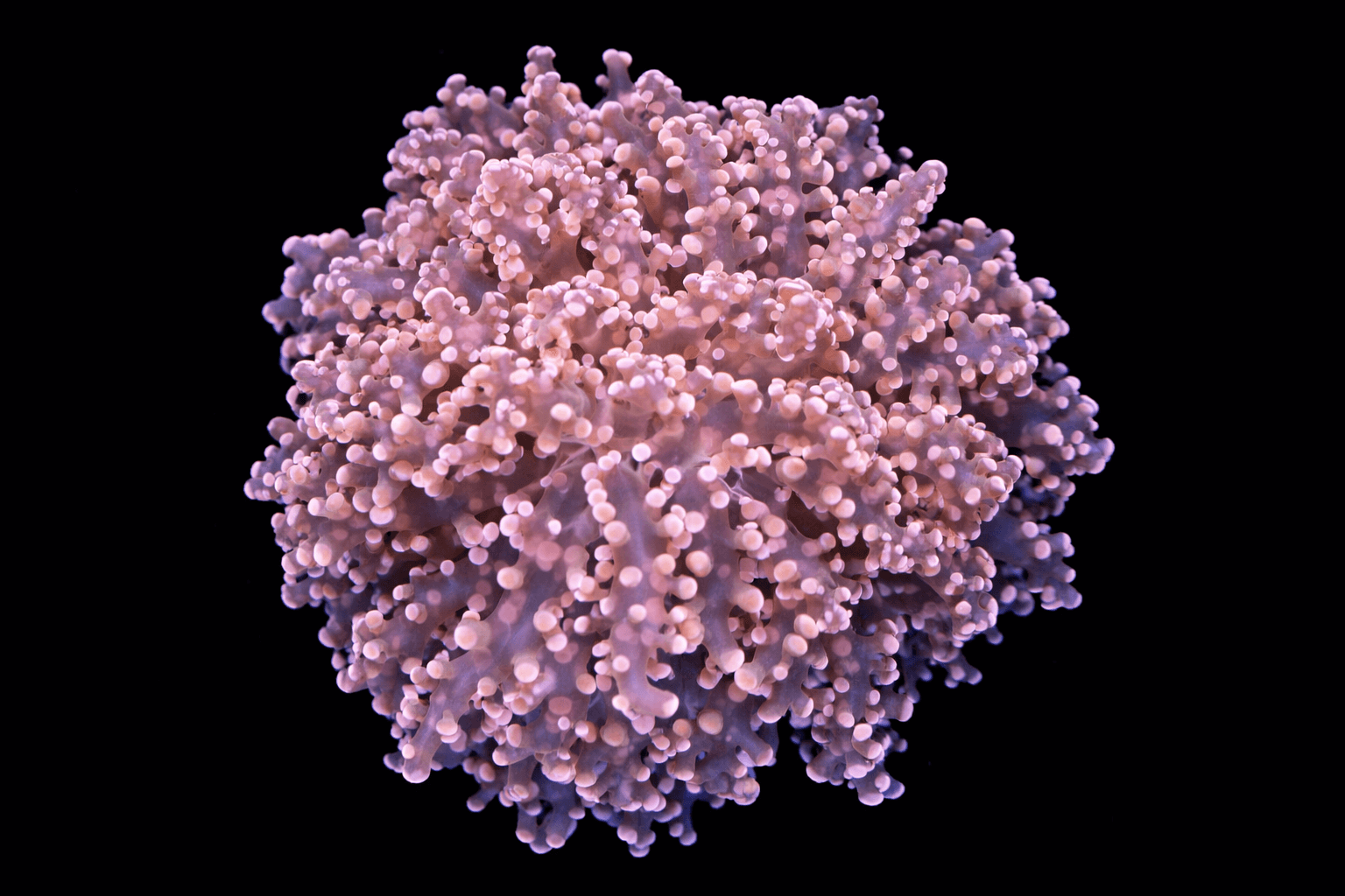 Orange Frogspawn
