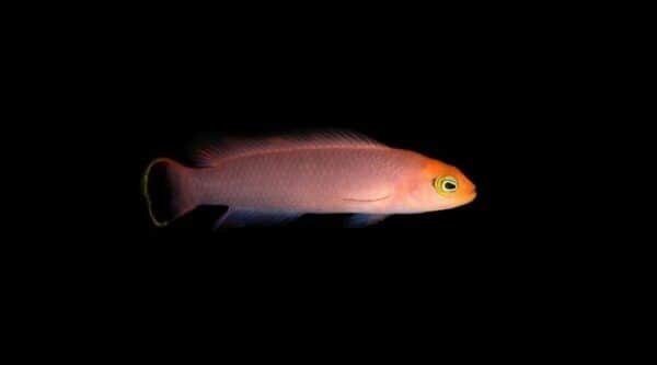 Elongate Dottyback