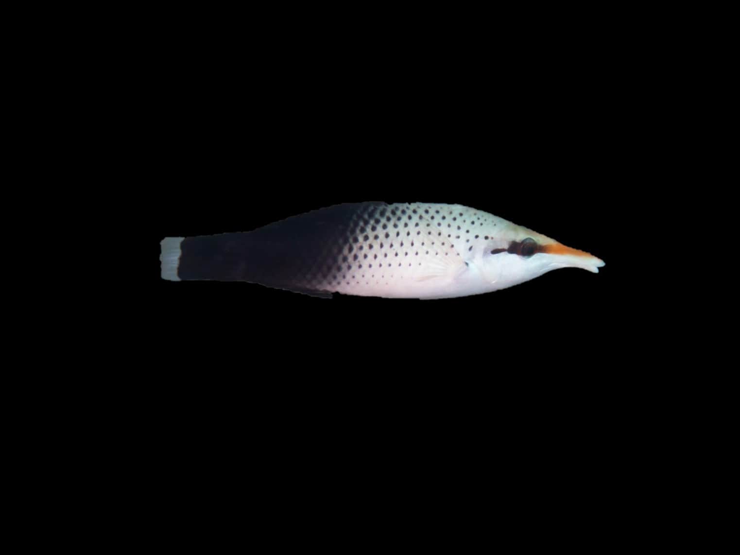 Brown Bird Wrasse (F)