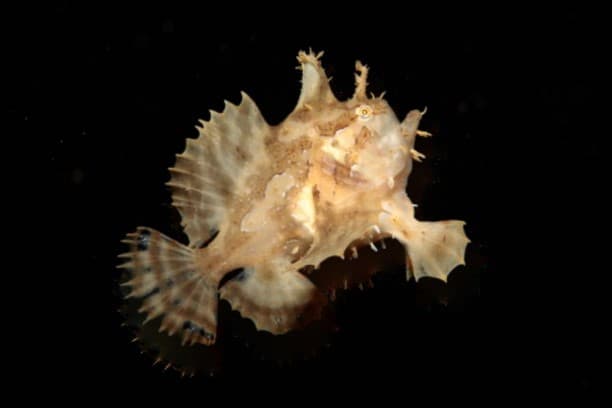 Sargassum Frogfish