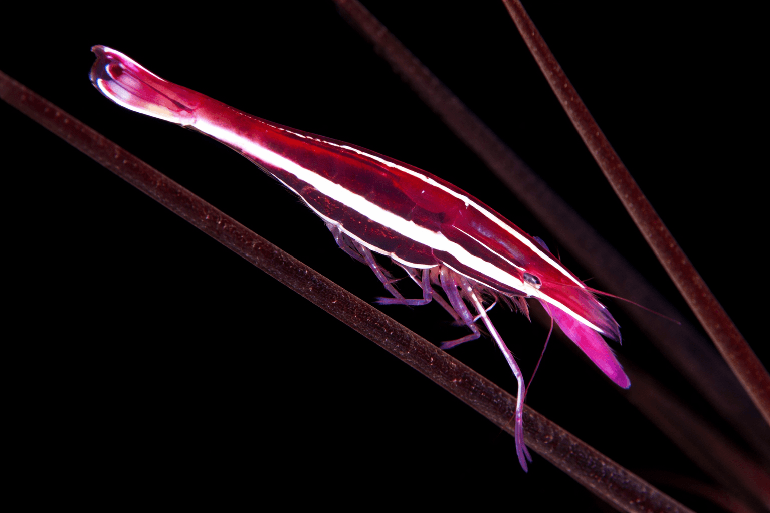 Purple Urchin Shrimp