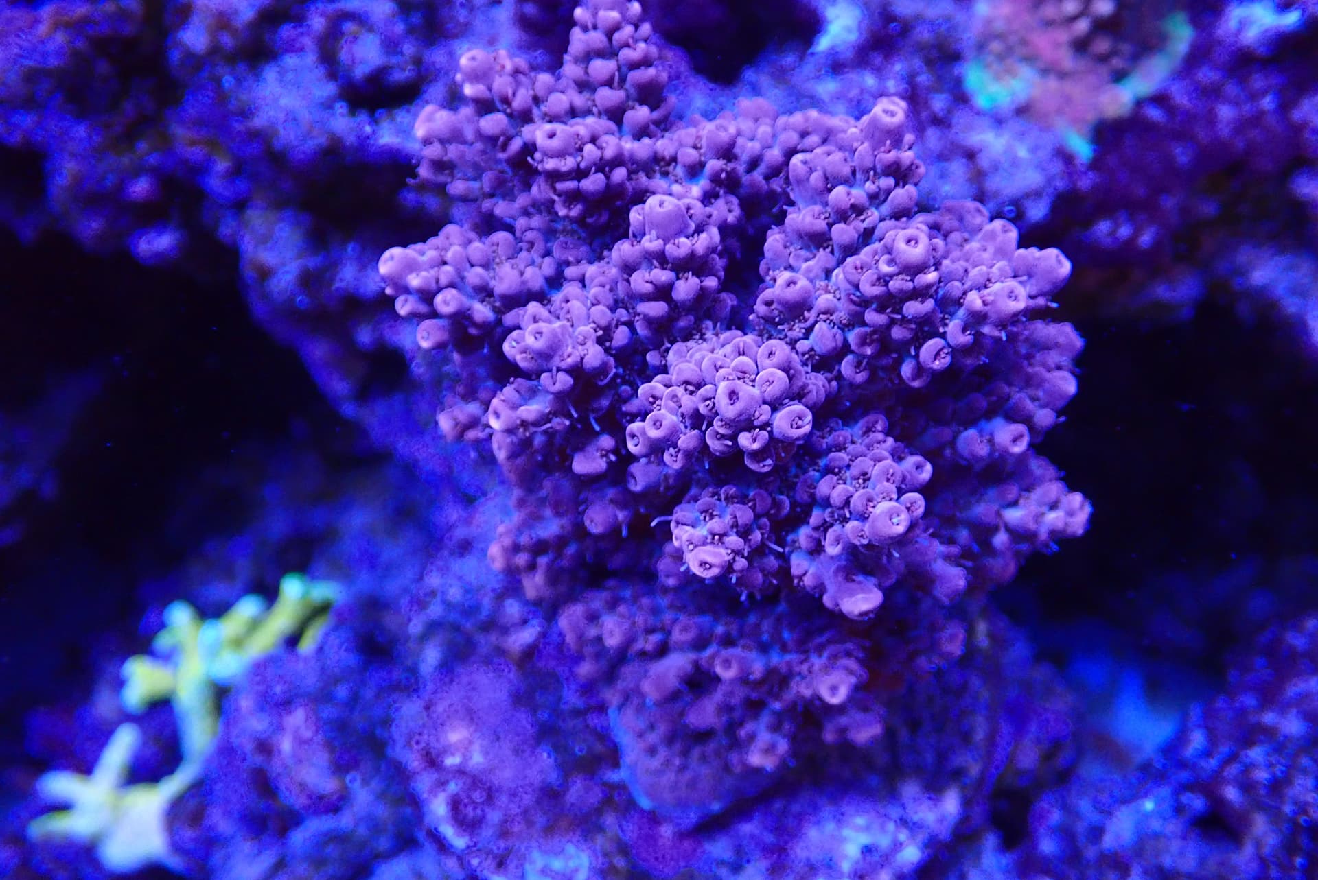 acrofrag15