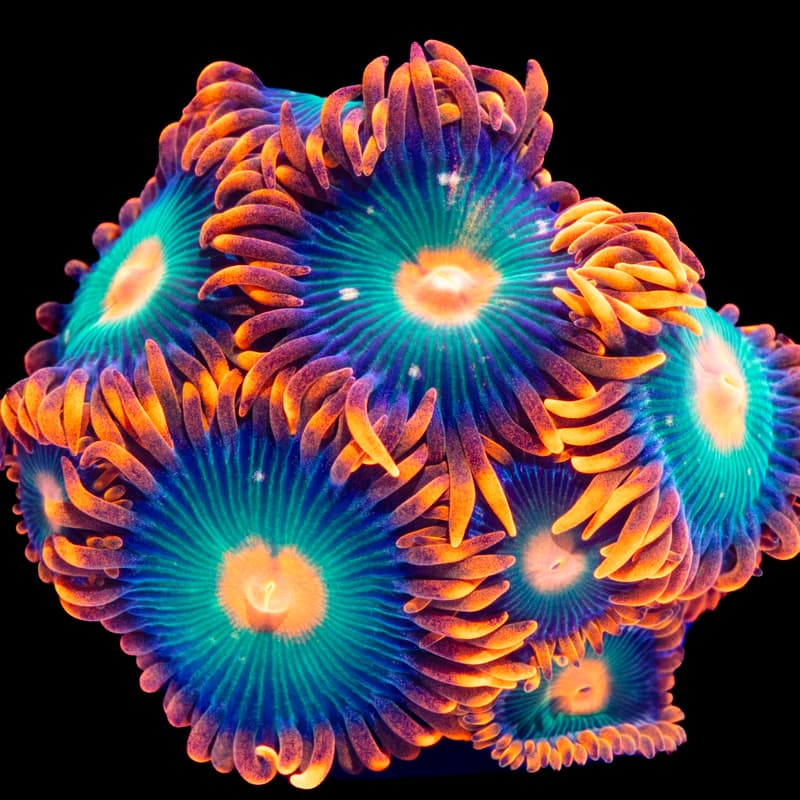 Gatorade Zoa Frag