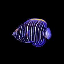 Blue Faced Angelfish