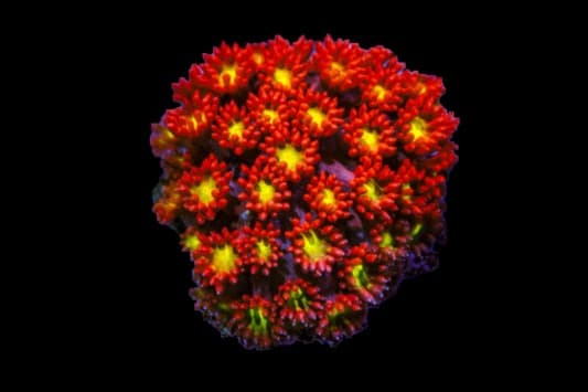 Pastel Rainbow Gonipora