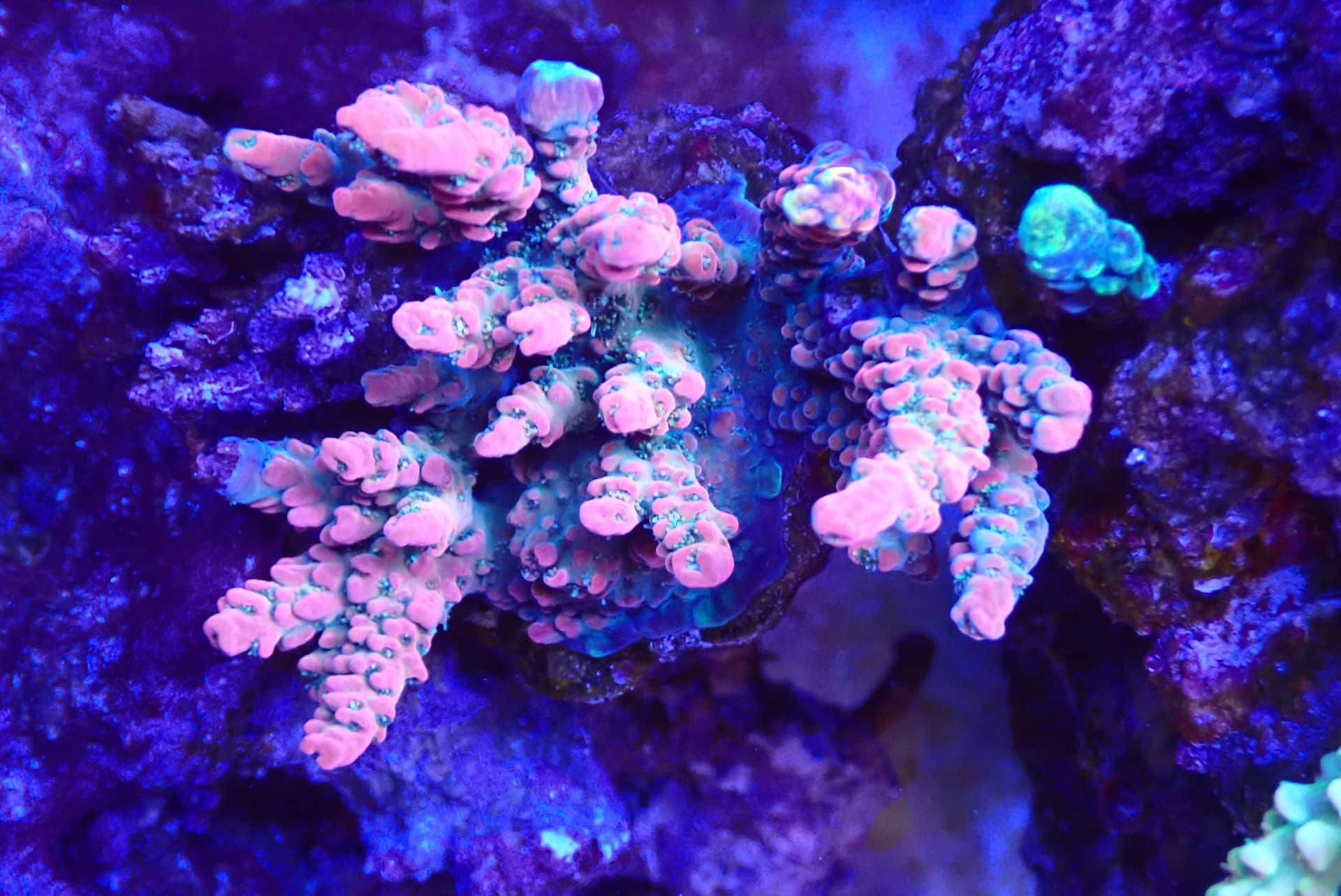 acrofrag36
