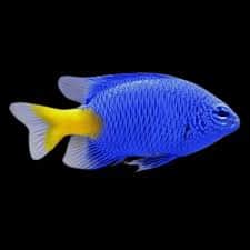 Yellow Tail Damsel