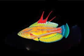 Yellowfin flasher wrasse