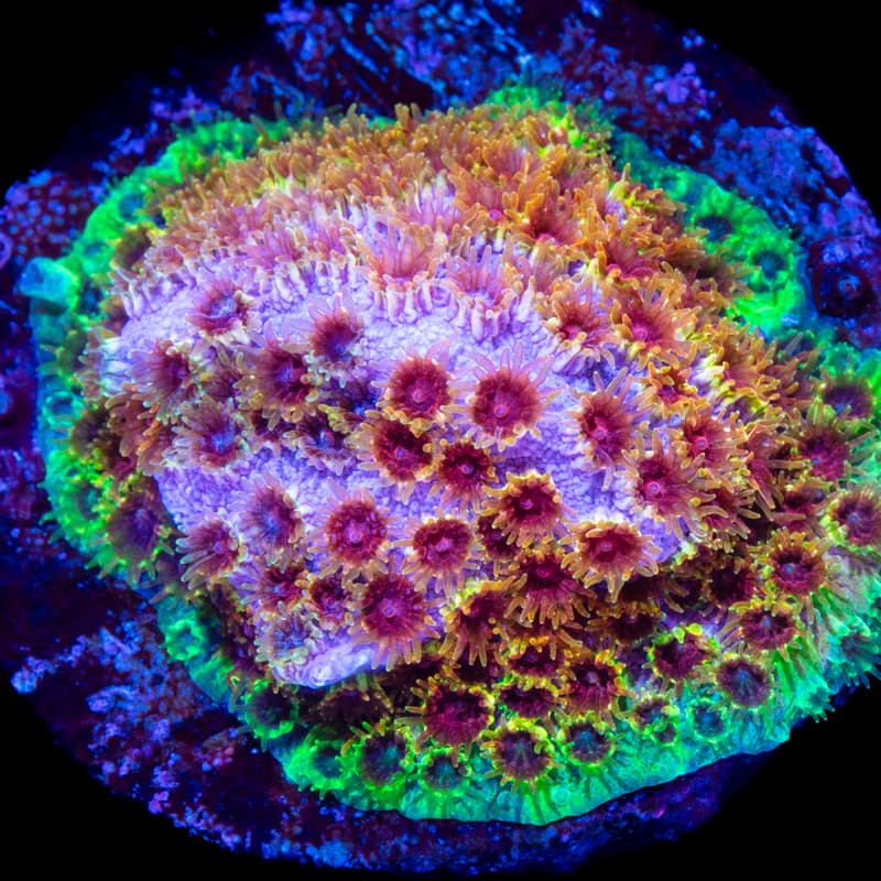 WWC Skittle Bomb Cyphastrea Frag