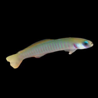 Zebra Dartfish