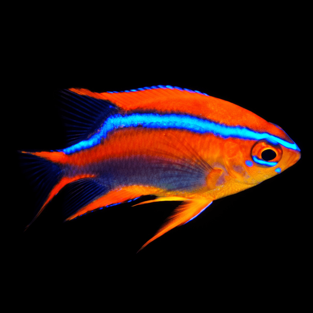 Crossi Damsel