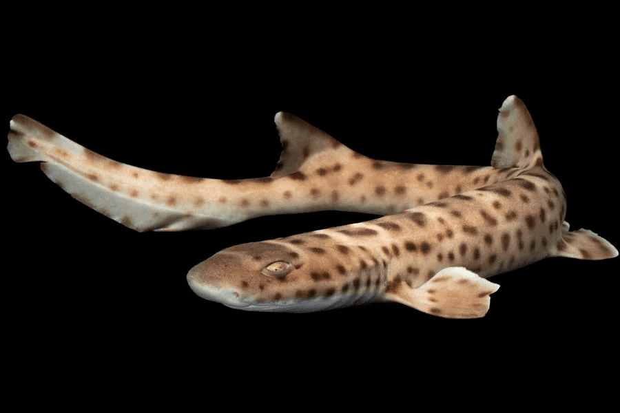 Marble Cat Shark