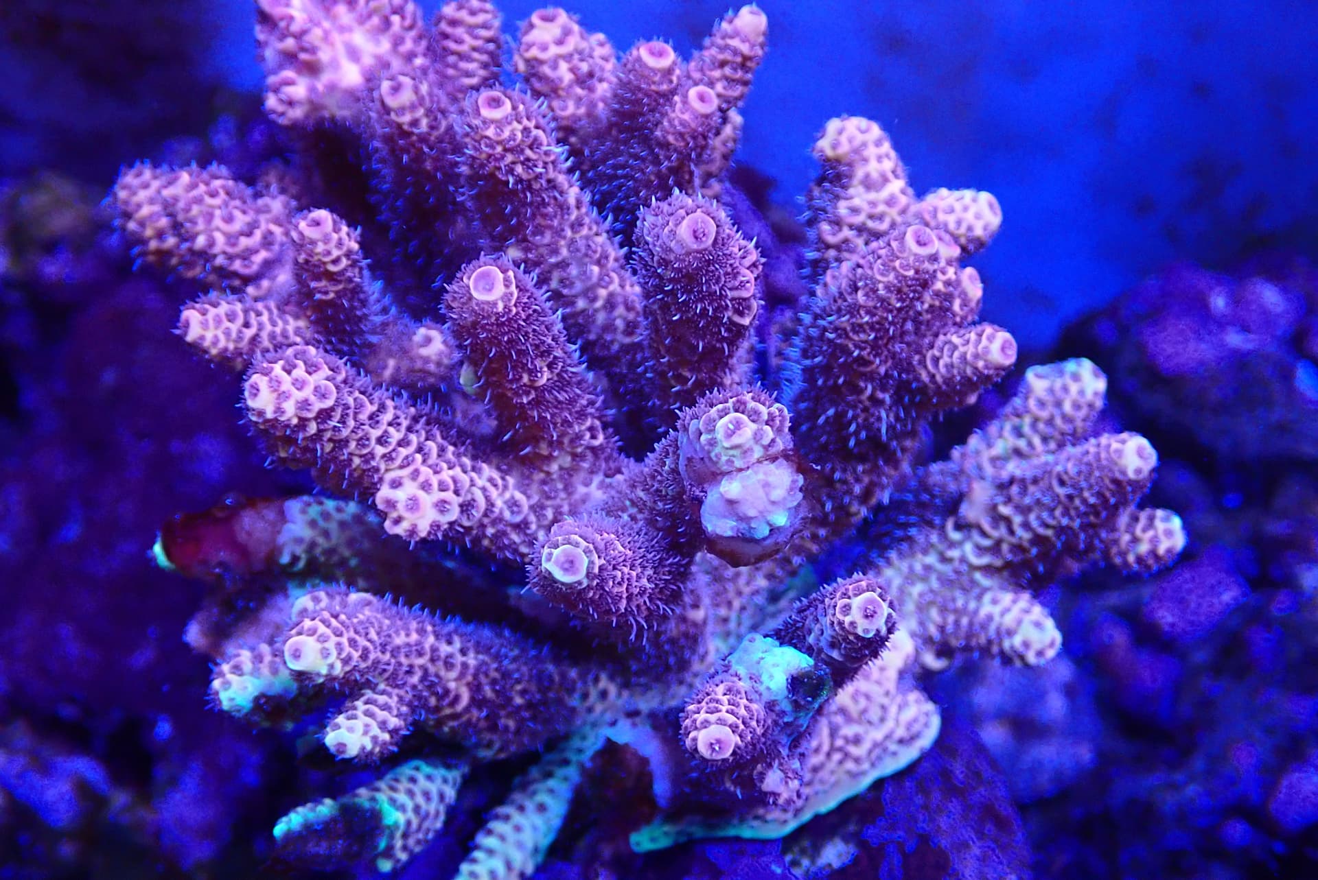 acrofrag6