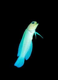 Pearly Jawfish