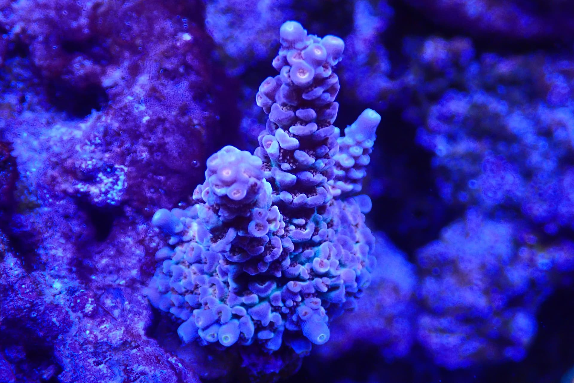 acrofrag44