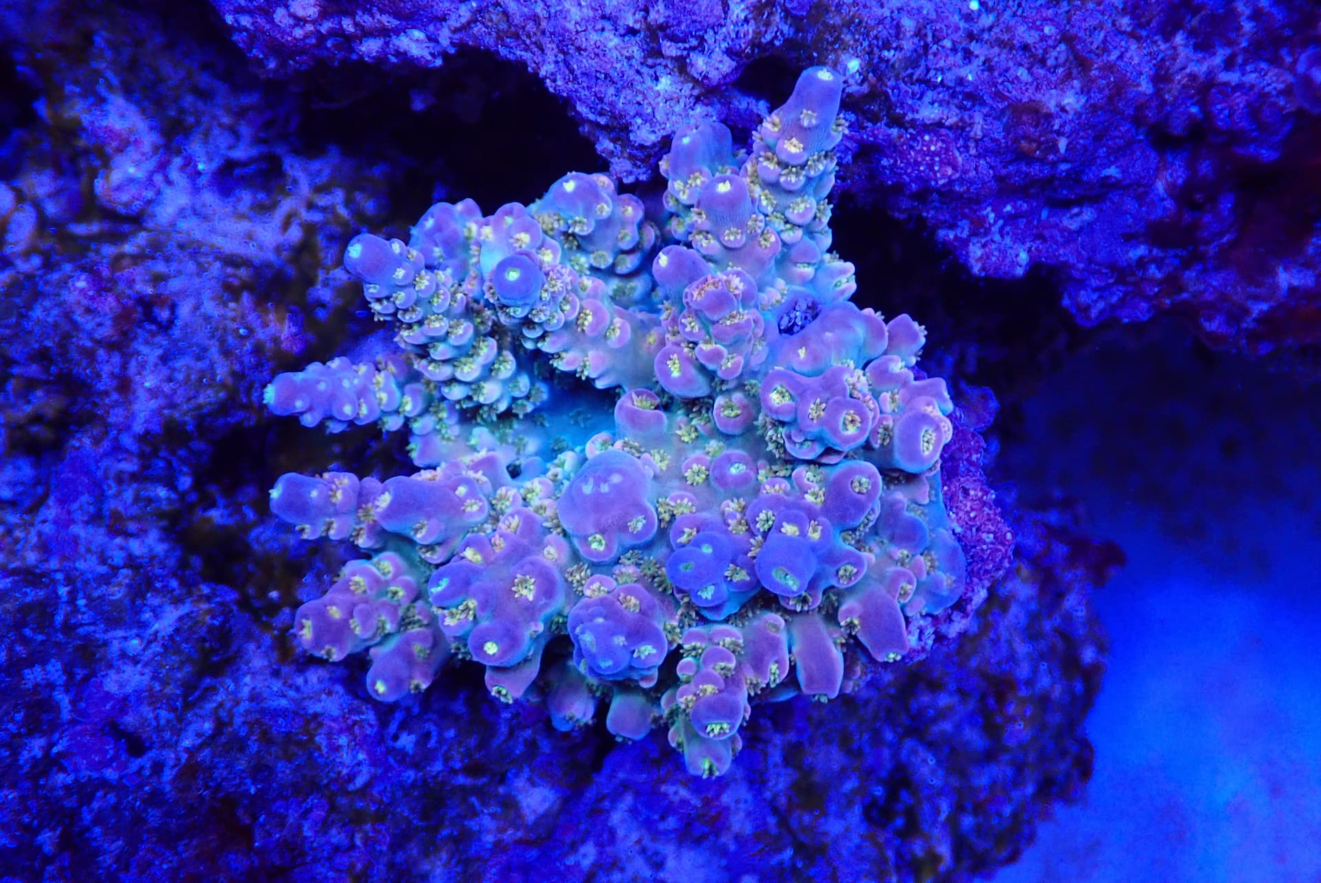acrofrag19