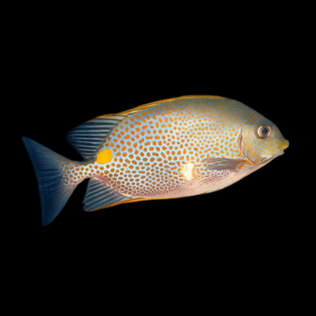 Orange Spot Rabbitfish