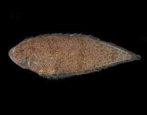 Tongue Sole
