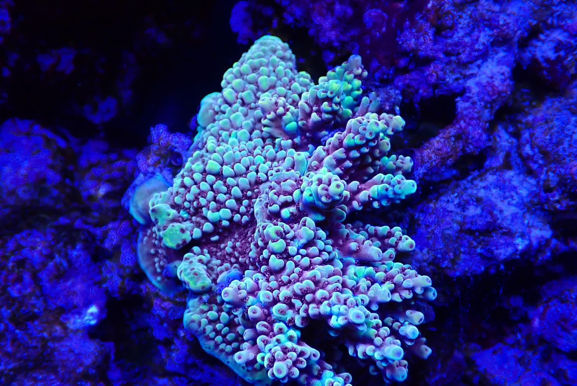 acrofrag32