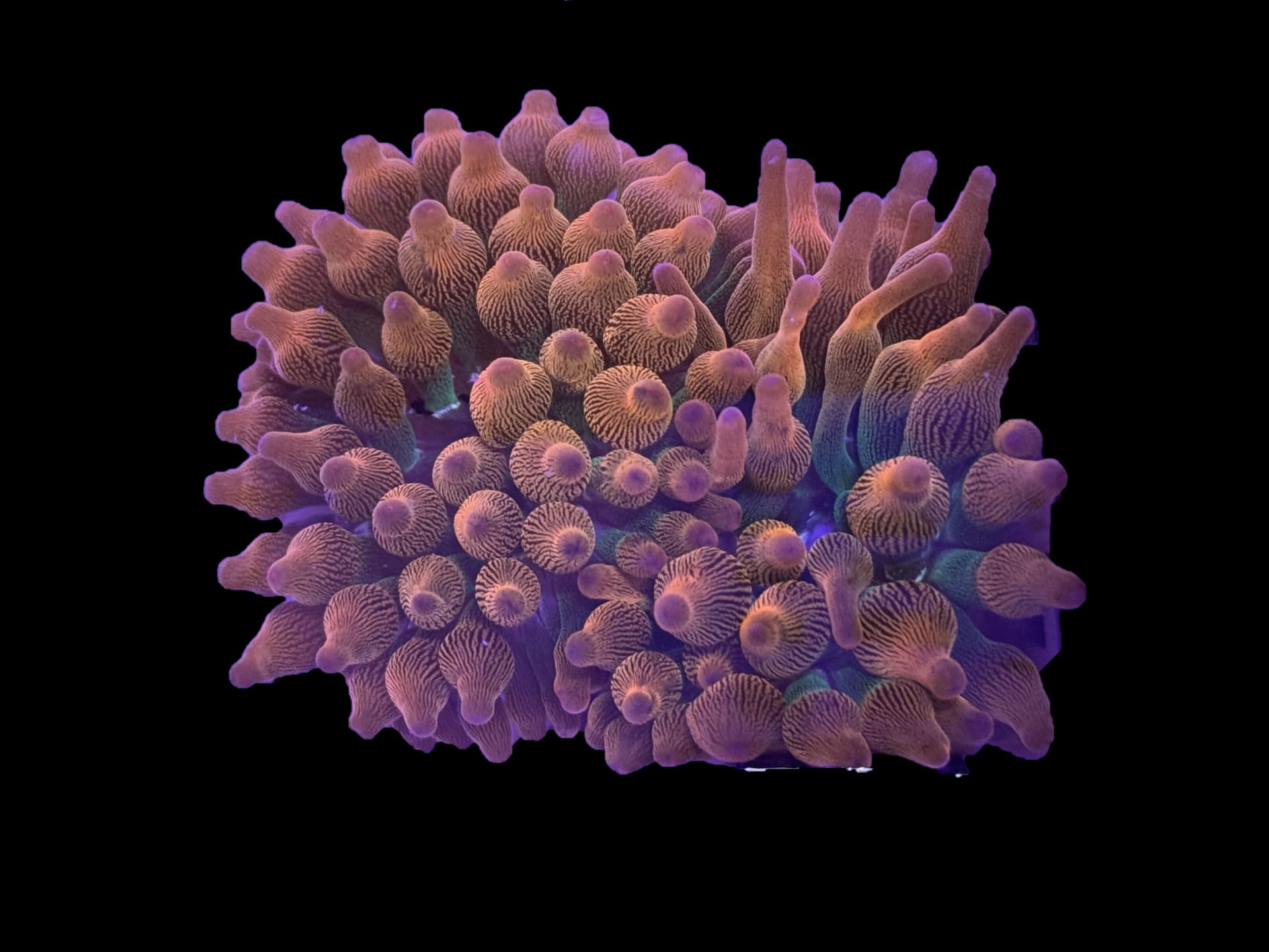 Rose Bubble Tip Anemone
