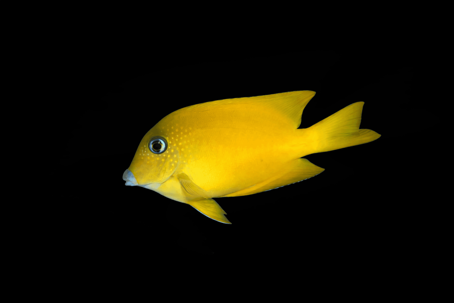 Yellow Eye Bristletooth Tang (South Africa)