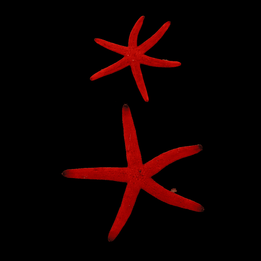 Orange Sea Star