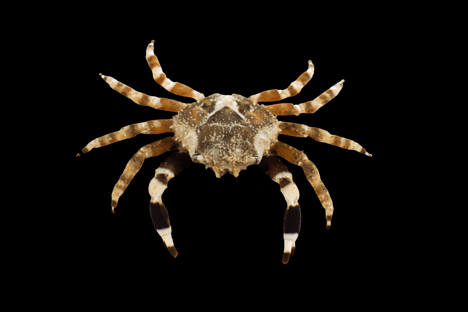 Harlequin Emerald Crab