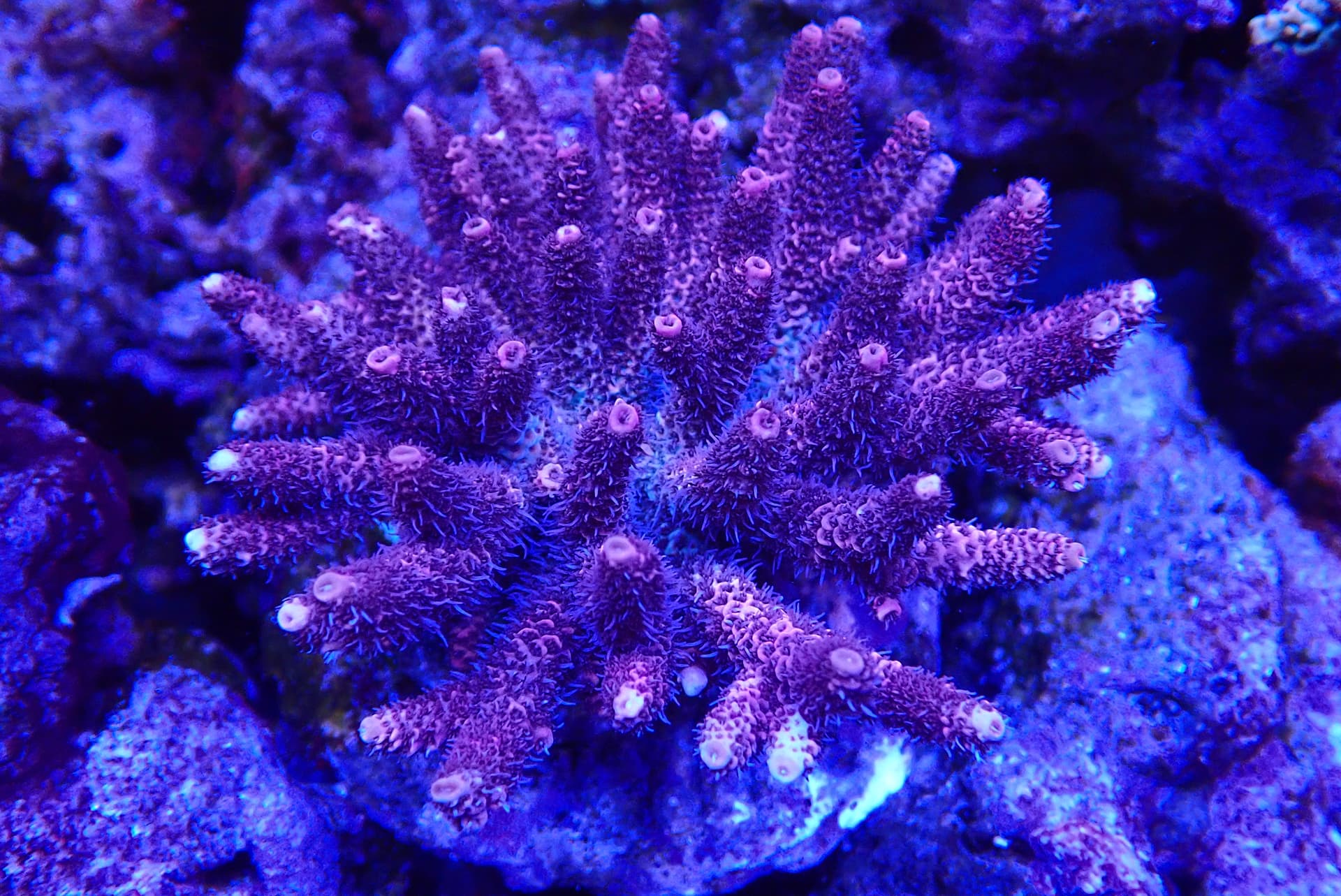 acrofrag3