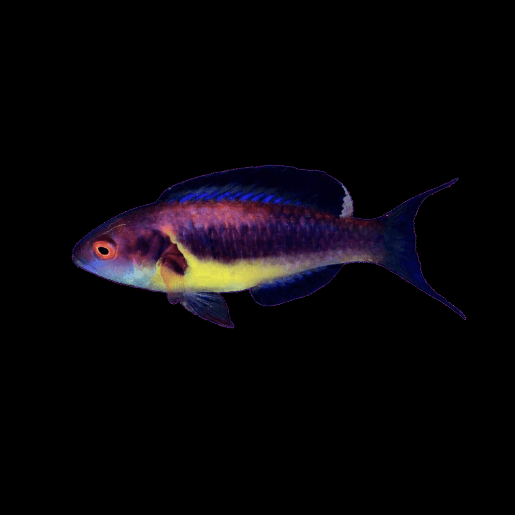 Brunneus Fairy Wrasse