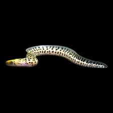 Fimbriated Moray Eel