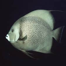 Grey Angelfish