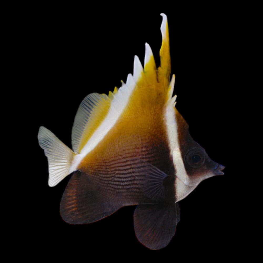 HUMPHEADED BANNERFISH