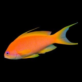 Common Anthias
