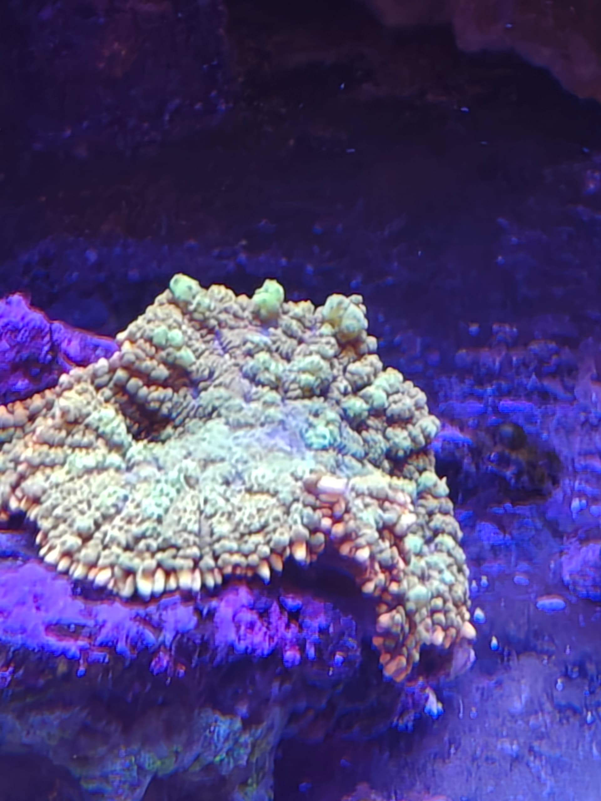 mushroomfrag2