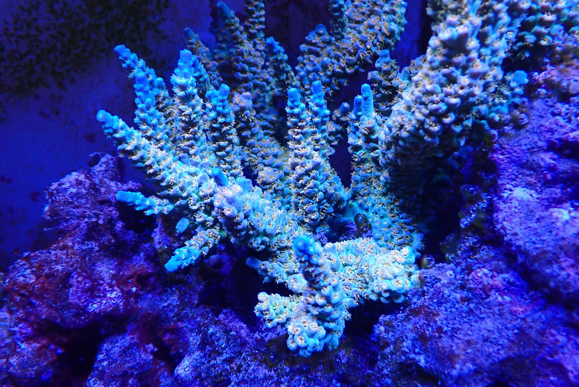acrofrag1
