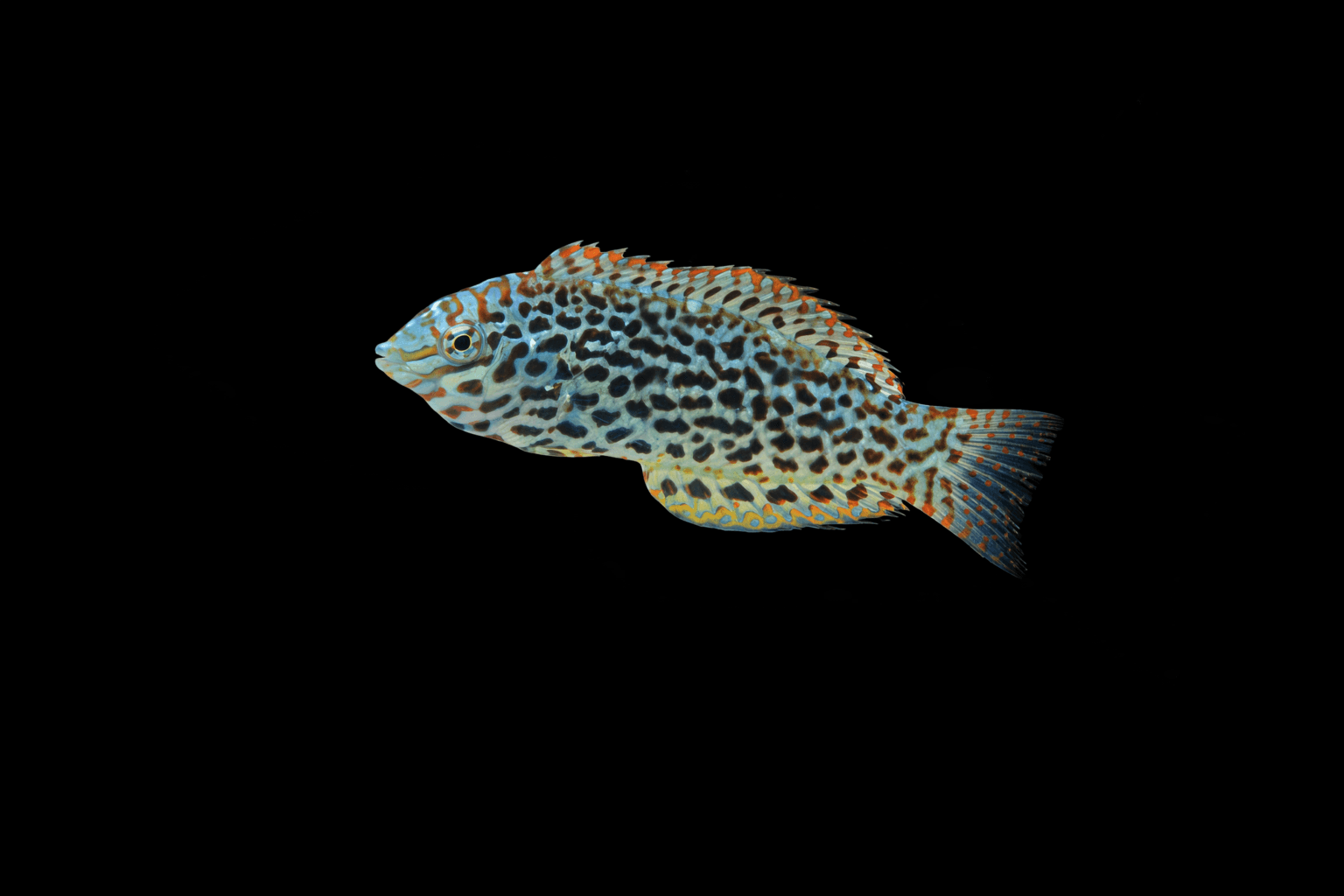 Leopard Wrasse (F)