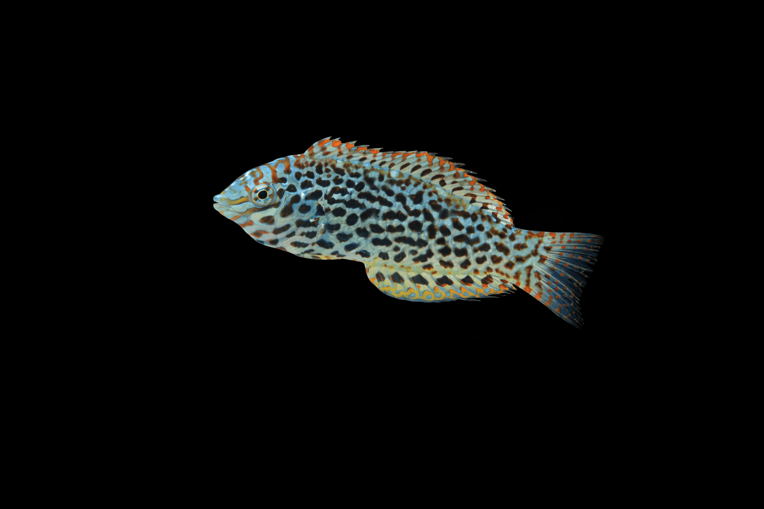 Leopard Wrasse (F)