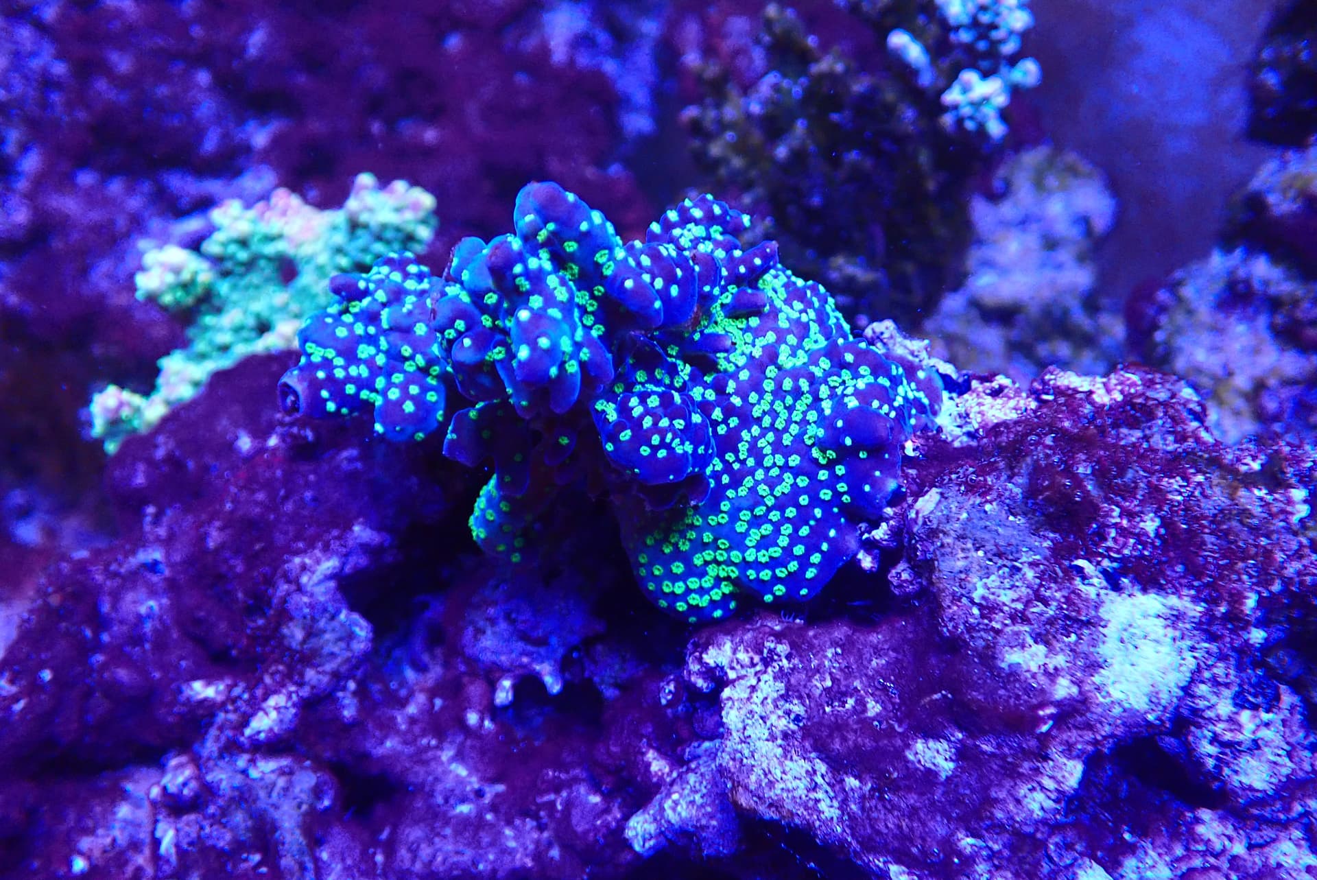 acrofrag34