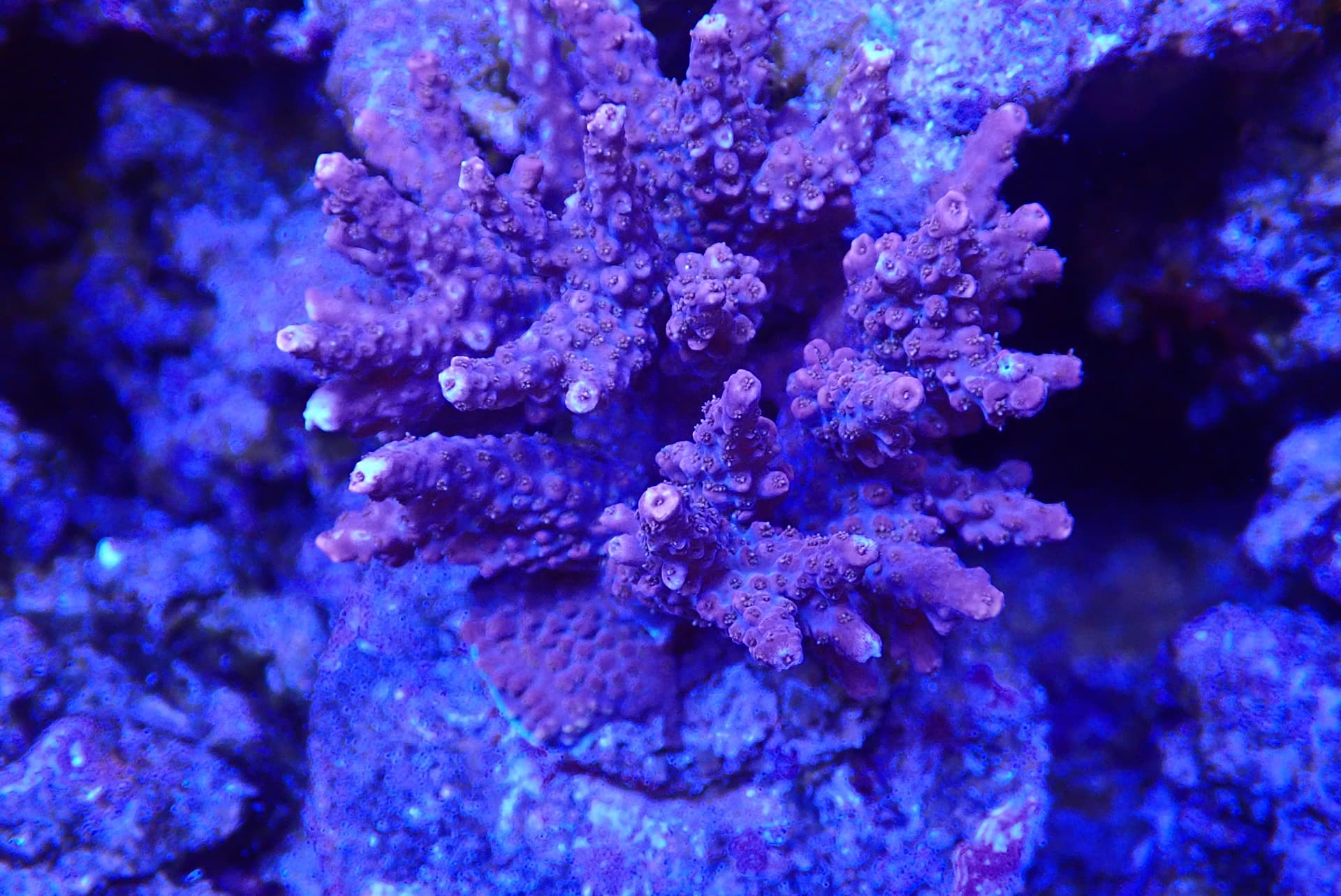 acrofrag14